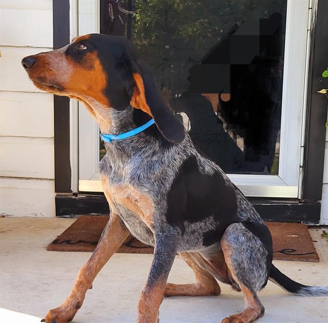 MAYA MAY, Adoptable, Young Female Bluetick Coonhound & Mixed Breed.