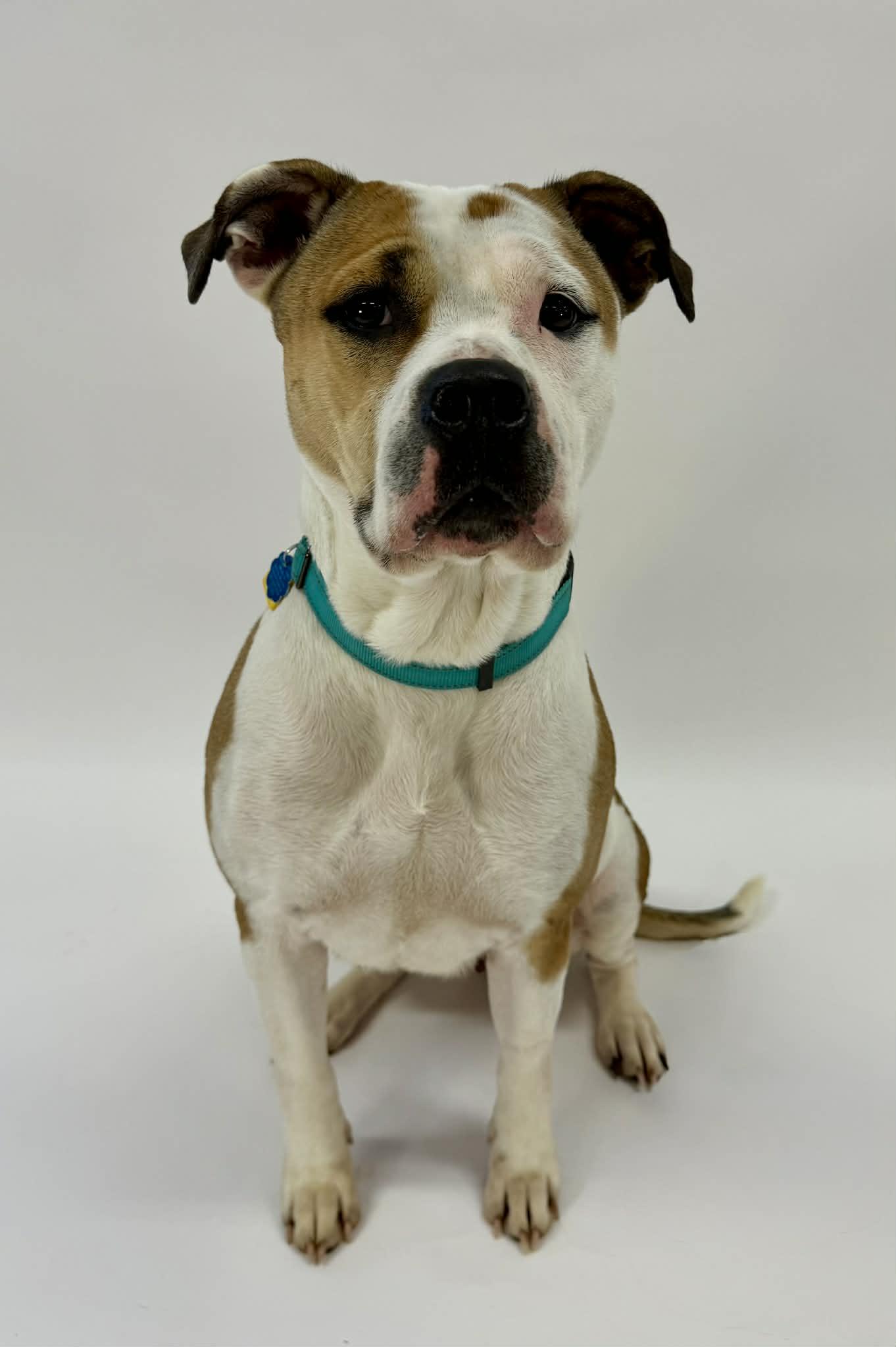 Athena, ADOPTABLE, Adult Female Pit Bull Terrier.