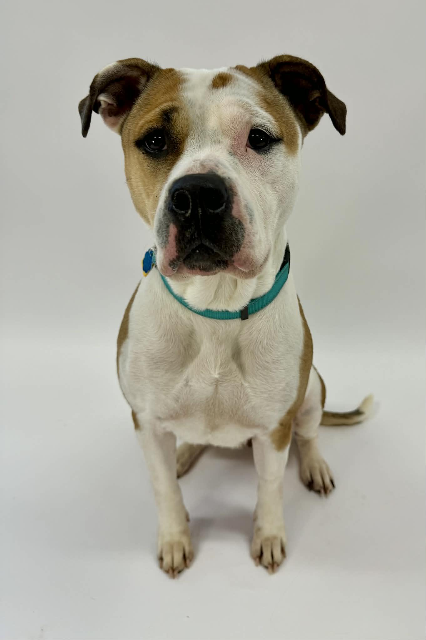 Athena, a ADOPTABLE mixed breed in Shelbyville, KY image 3/4
