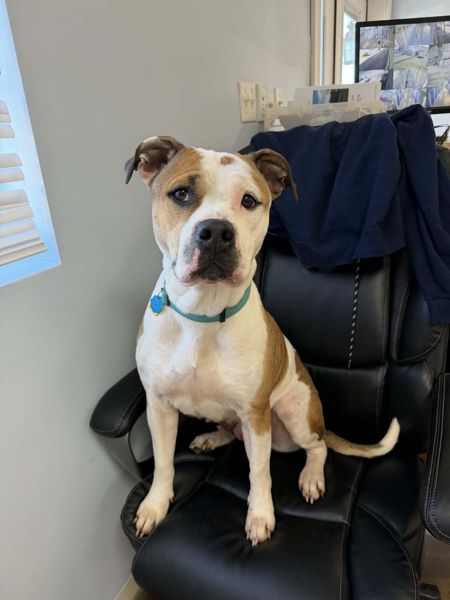 Athena, a ADOPTABLE mixed breed in Shelbyville, KY image 4/4