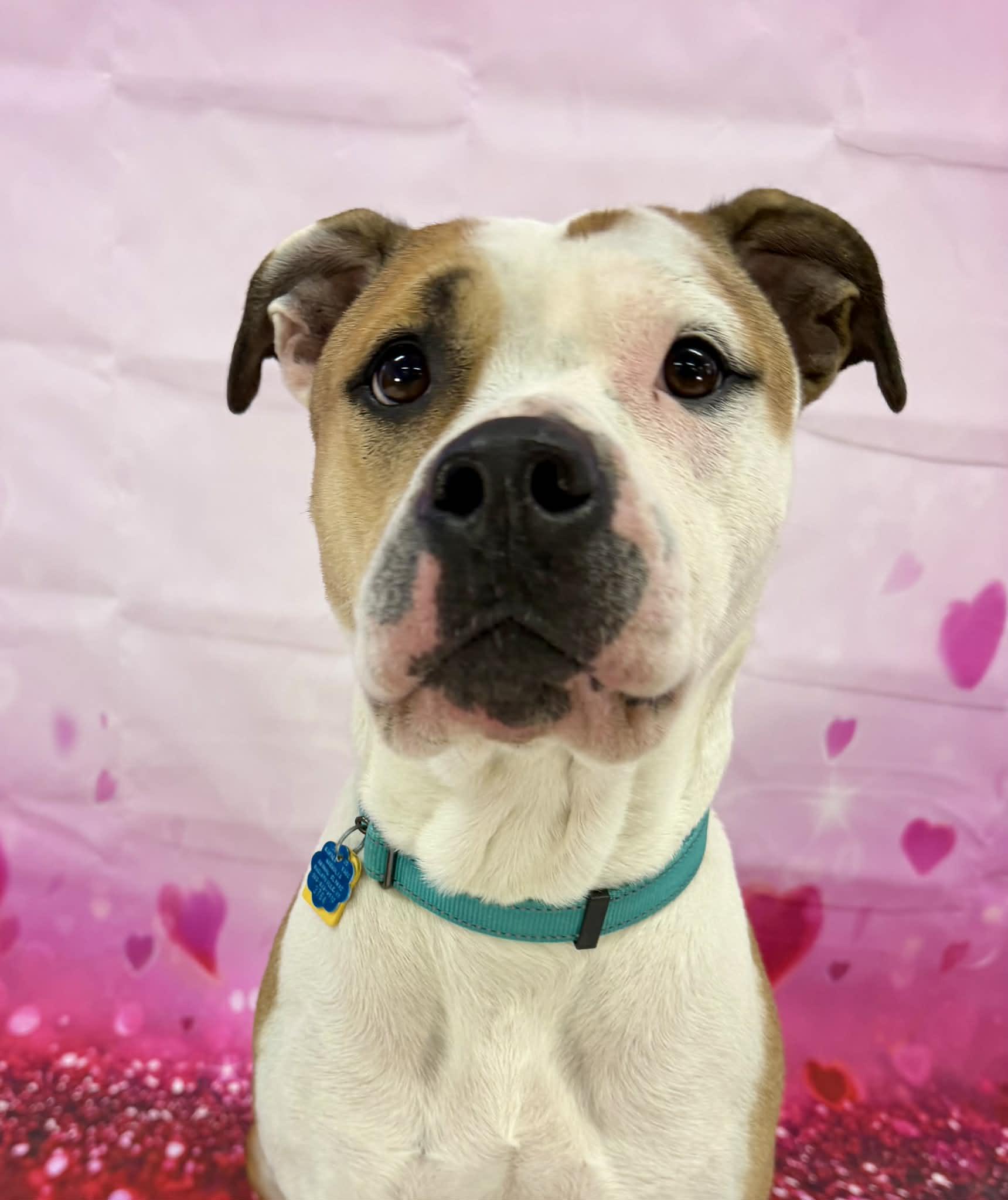 Athena, a ADOPTABLE mixed breed in Shelbyville, KY image 2/4