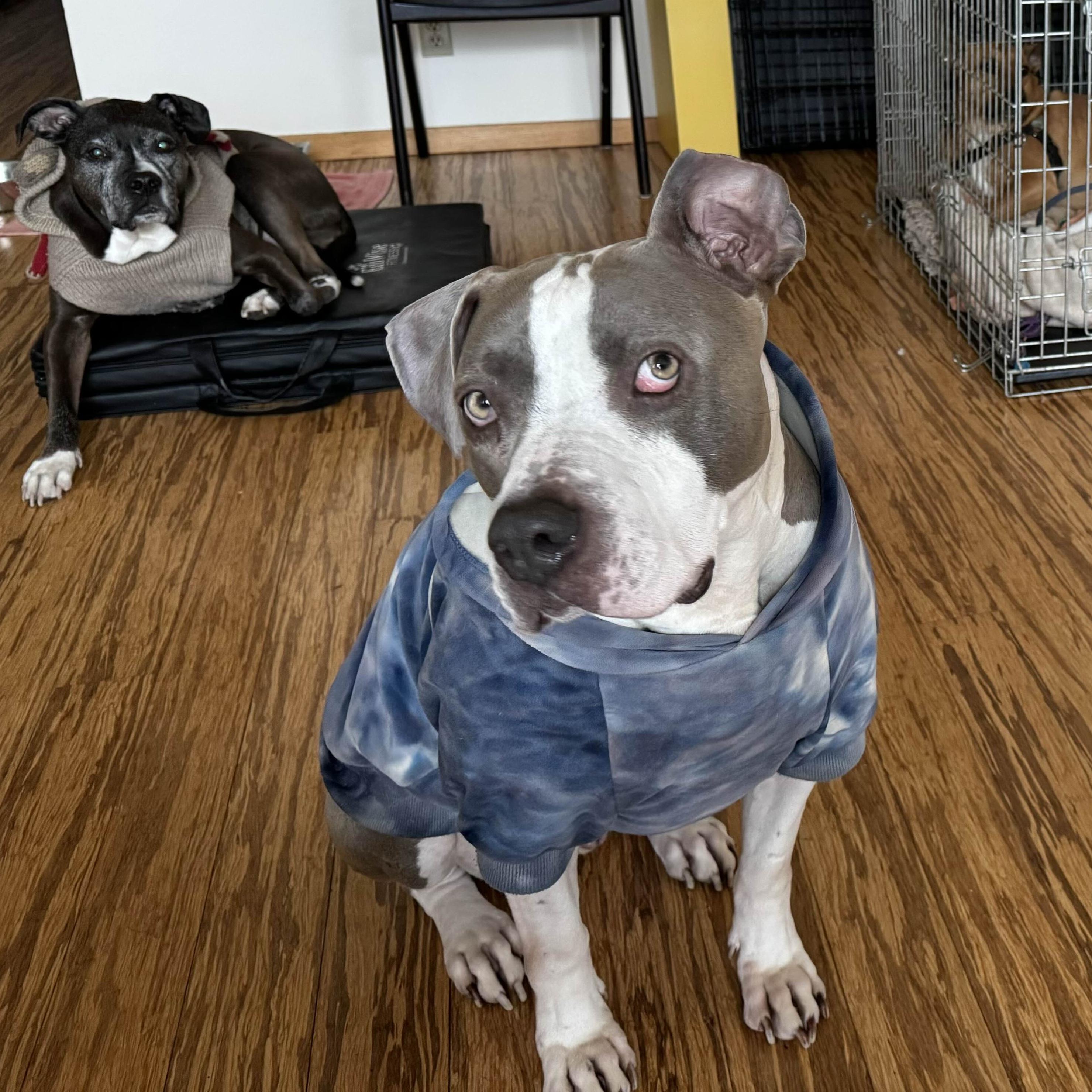 Billy Bob - AVAILABLE, a Adoptable mixed breed in Seattle, WA image 3/6