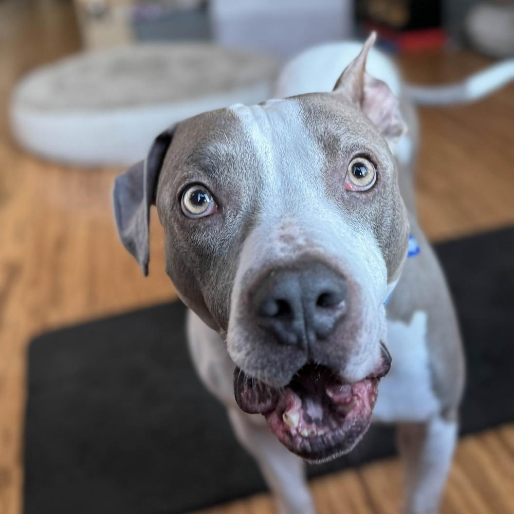 Billy Bob - AVAILABLE, Adoptable, Adult Male Pit Bull Terrier.