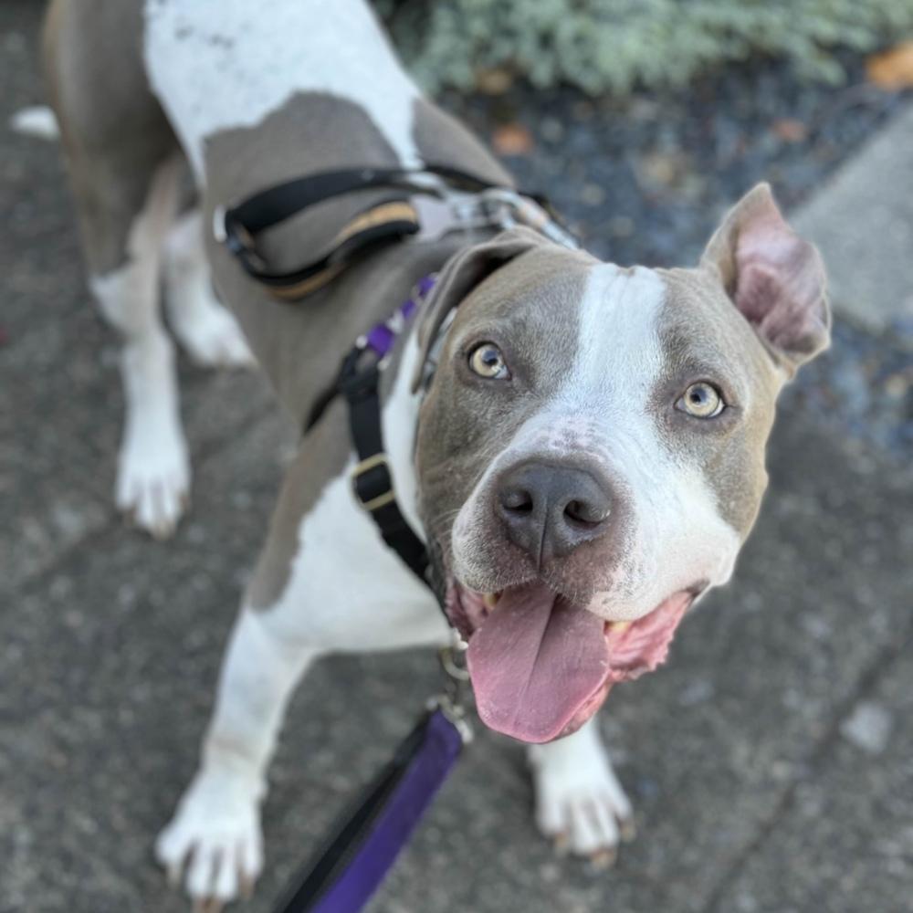Billy Bob - AVAILABLE, Adoptable, Adult Male Pit Bull Terrier.