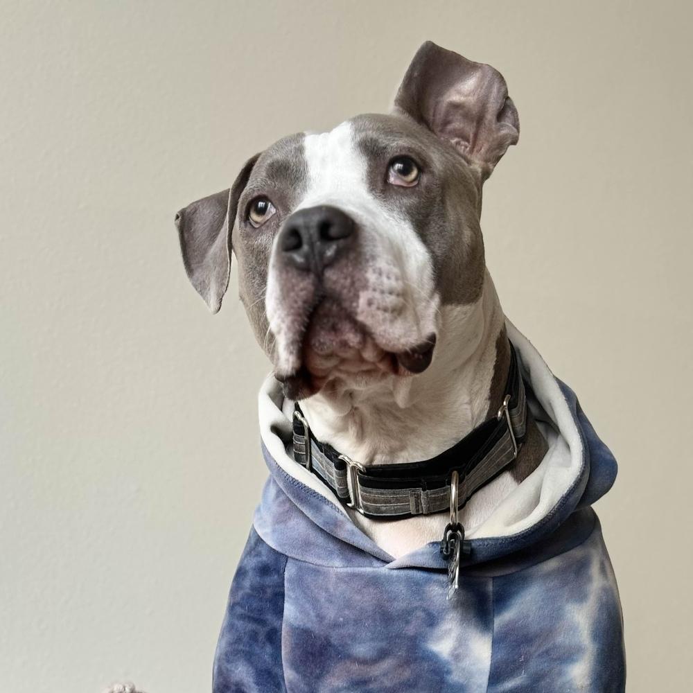 Enlarge Billy Bob - AVAILABLE, a Adoptable mixed breed in Seattle, WA image 3/6