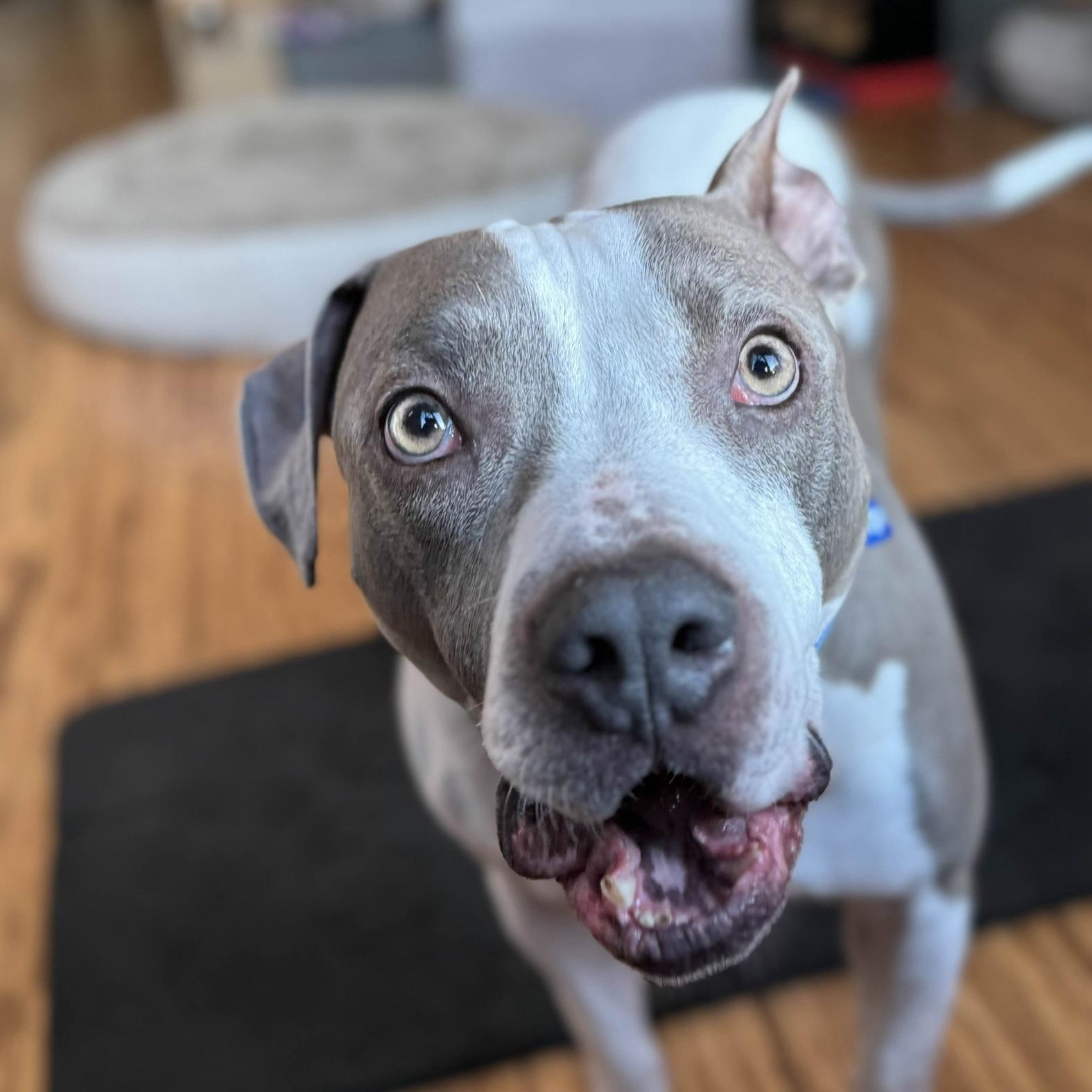 Billy Bob - AVAILABLE, a Adoptable mixed breed in Seattle, WA image 2/6