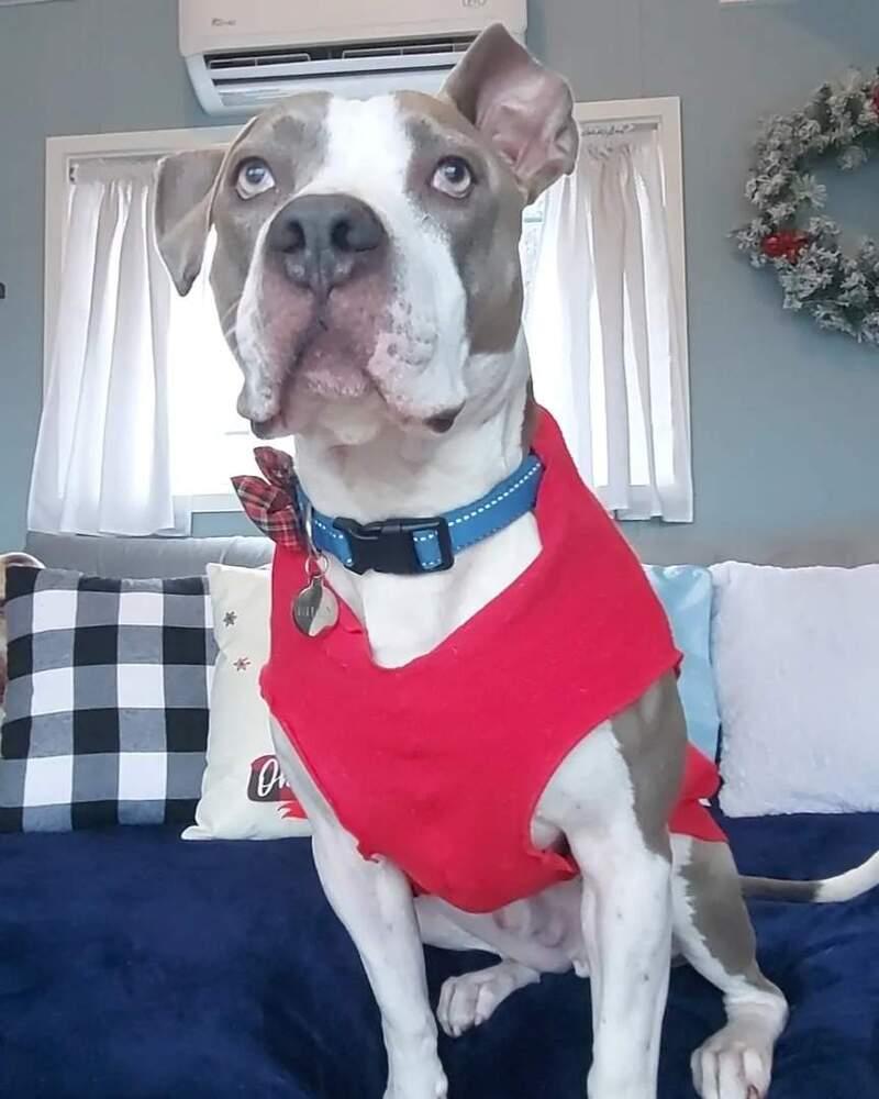 Enlarge Billy Bob - AVAILABLE, a Adoptable mixed breed in Seattle, WA image 4/6