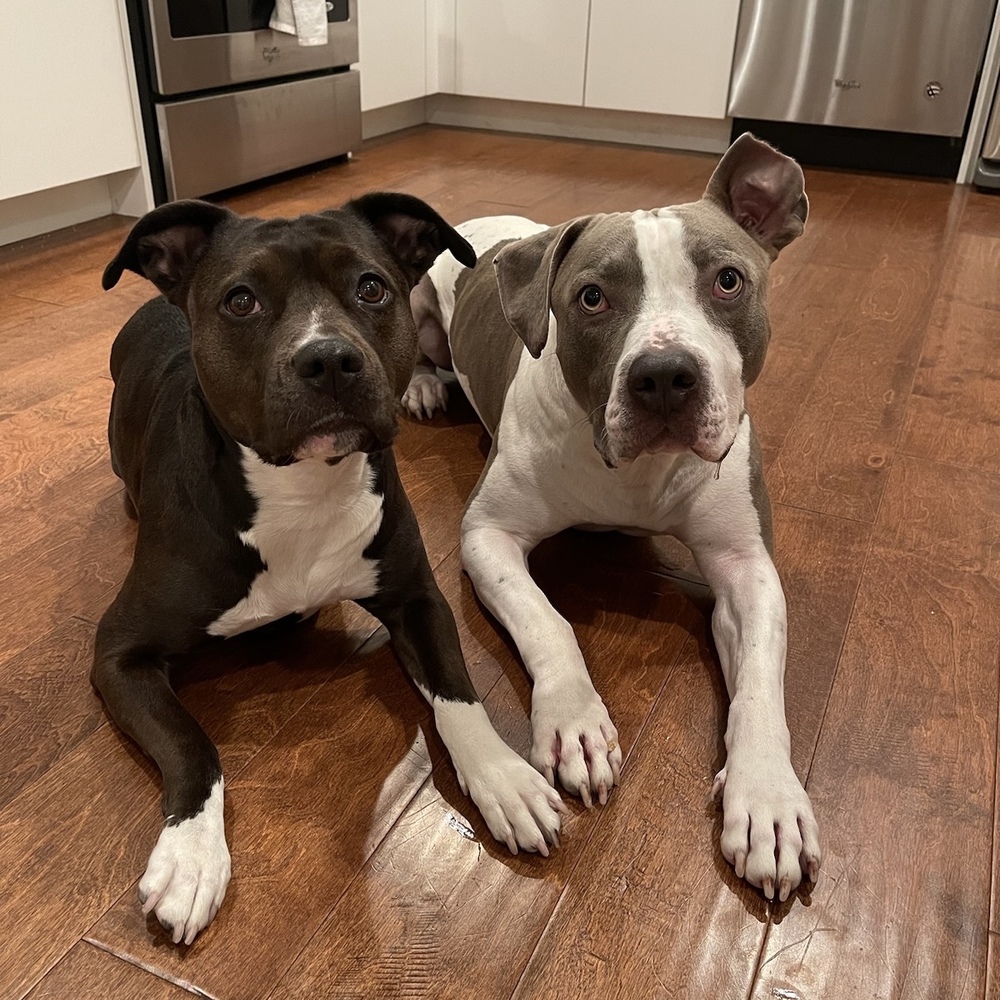 Billy Bob - AVAILABLE, a Adoptable mixed breed in Seattle, WA image 6/6