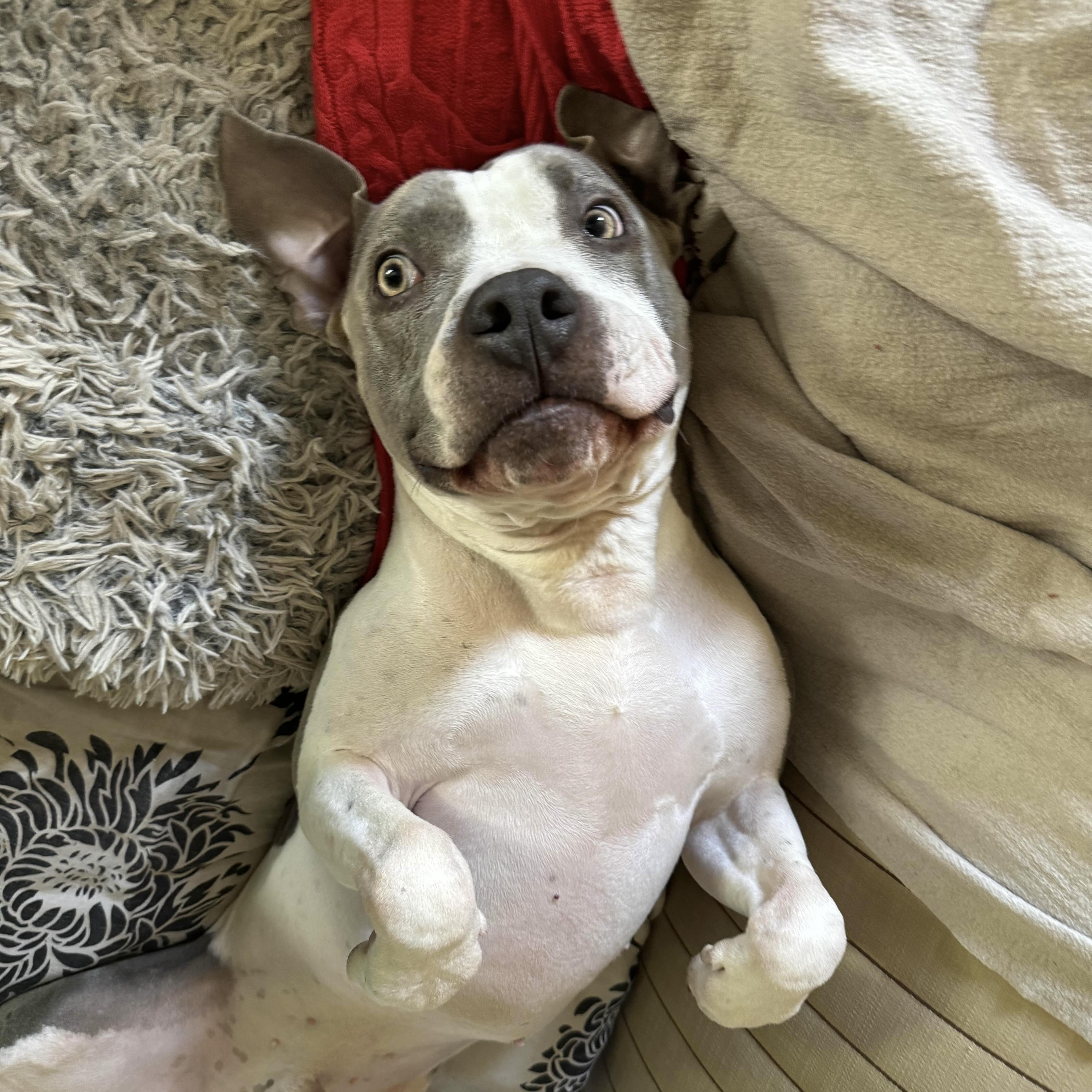 Billy Bob - AVAILABLE, a Adoptable mixed breed in Seattle, WA image 4/6