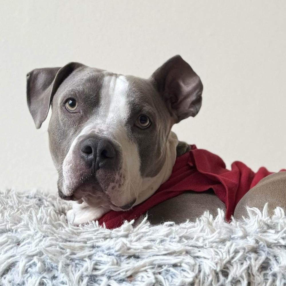 Enlarge Billy Bob - AVAILABLE, a Adoptable mixed breed in Seattle, WA image 6/6