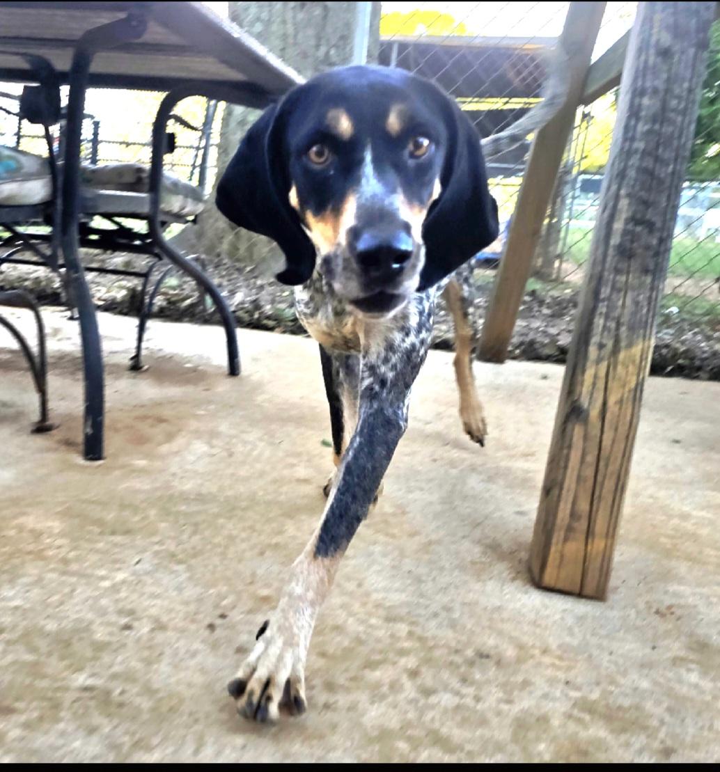 Hattie Blu, Adoptable, Adult Female Bluetick Coonhound.