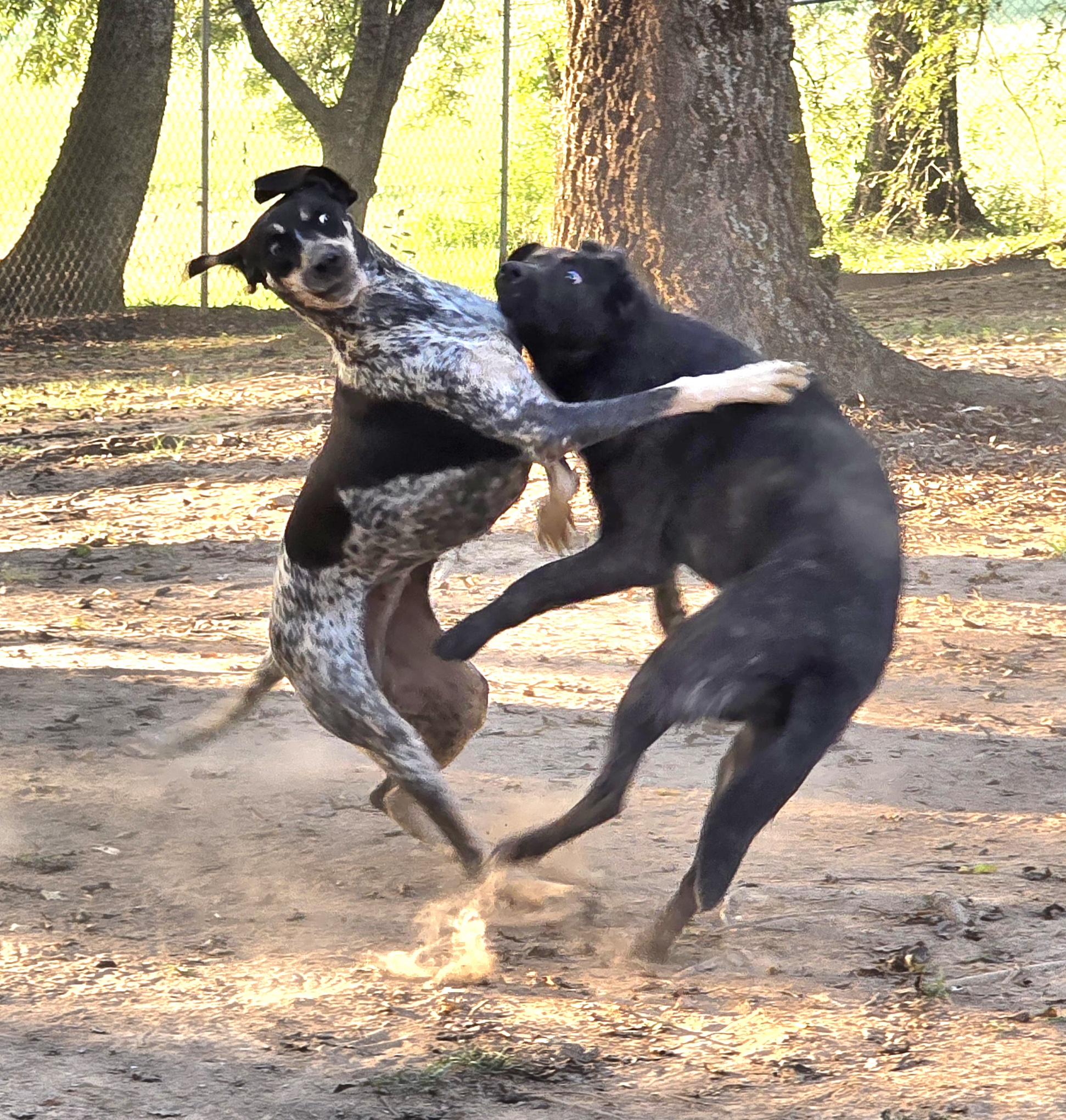 Hattie Blu, a Adoptable Bluetick Coonhound in Athens, AL image 2/6