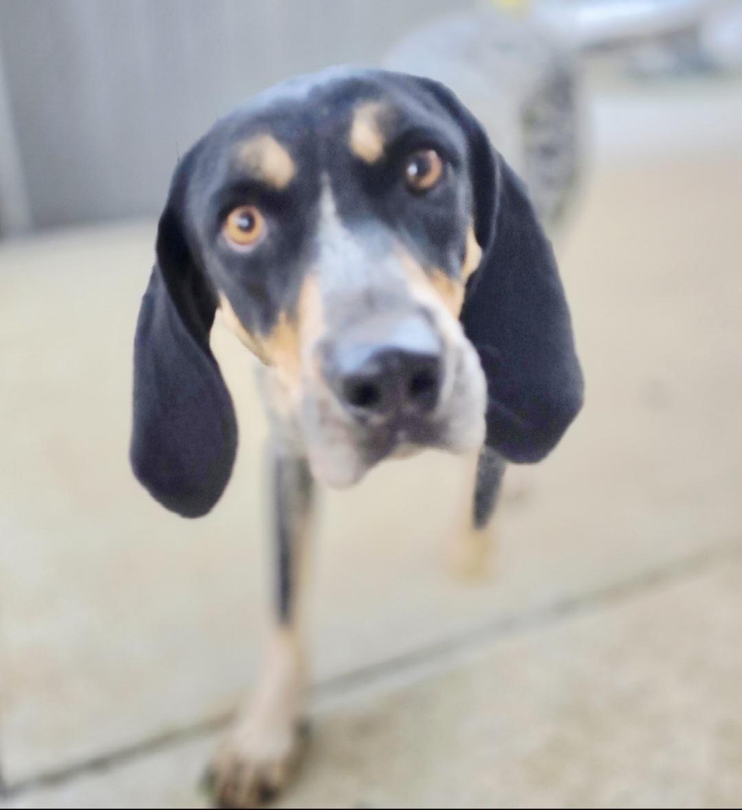 Hattie Blu, a Adoptable Bluetick Coonhound in Athens, AL image 3/6