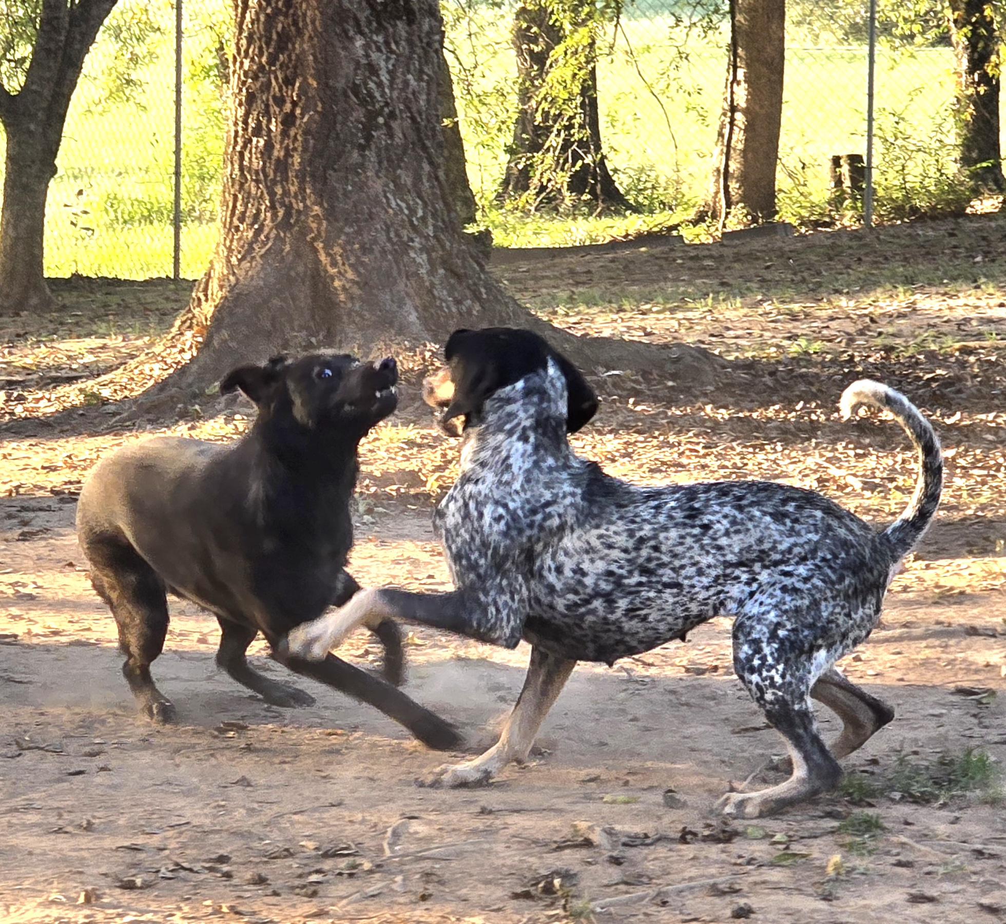 Hattie Blu, a Adoptable Bluetick Coonhound in Athens, AL image 4/6