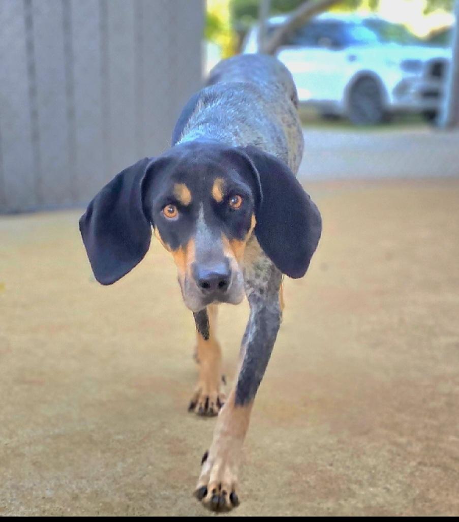 Hattie Blu, a Adoptable Bluetick Coonhound in Athens, AL image 5/6
