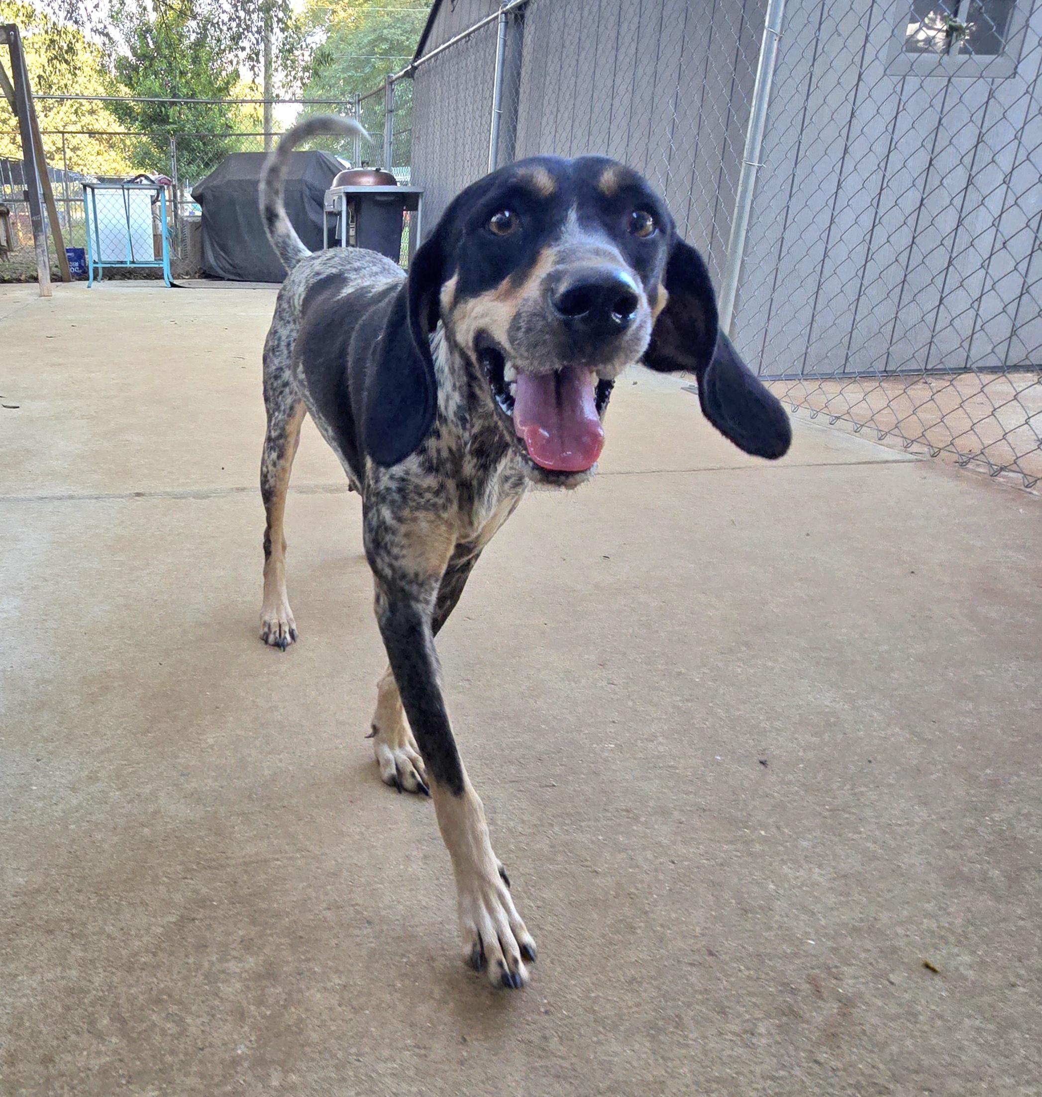 Hattie Blu, a Adoptable Bluetick Coonhound in Athens, AL image 6/6