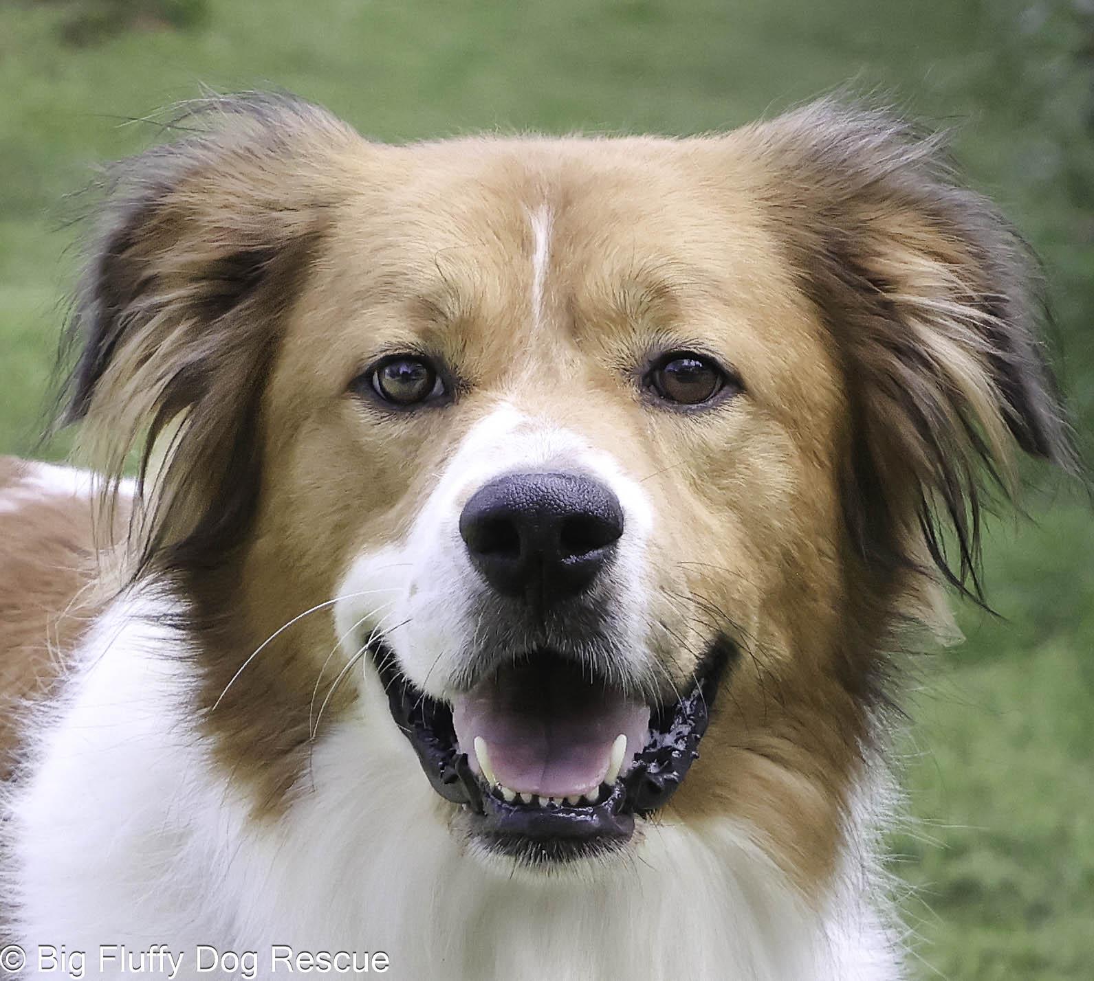 Enlarge Tony, a Adoptable mixed breed in Chattanooga, TN image 1/4
