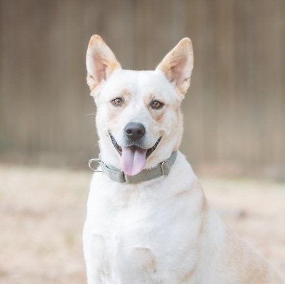 Enlarge Lynn, a Adoptable mixed breed in Mansfield, TX image 1/6