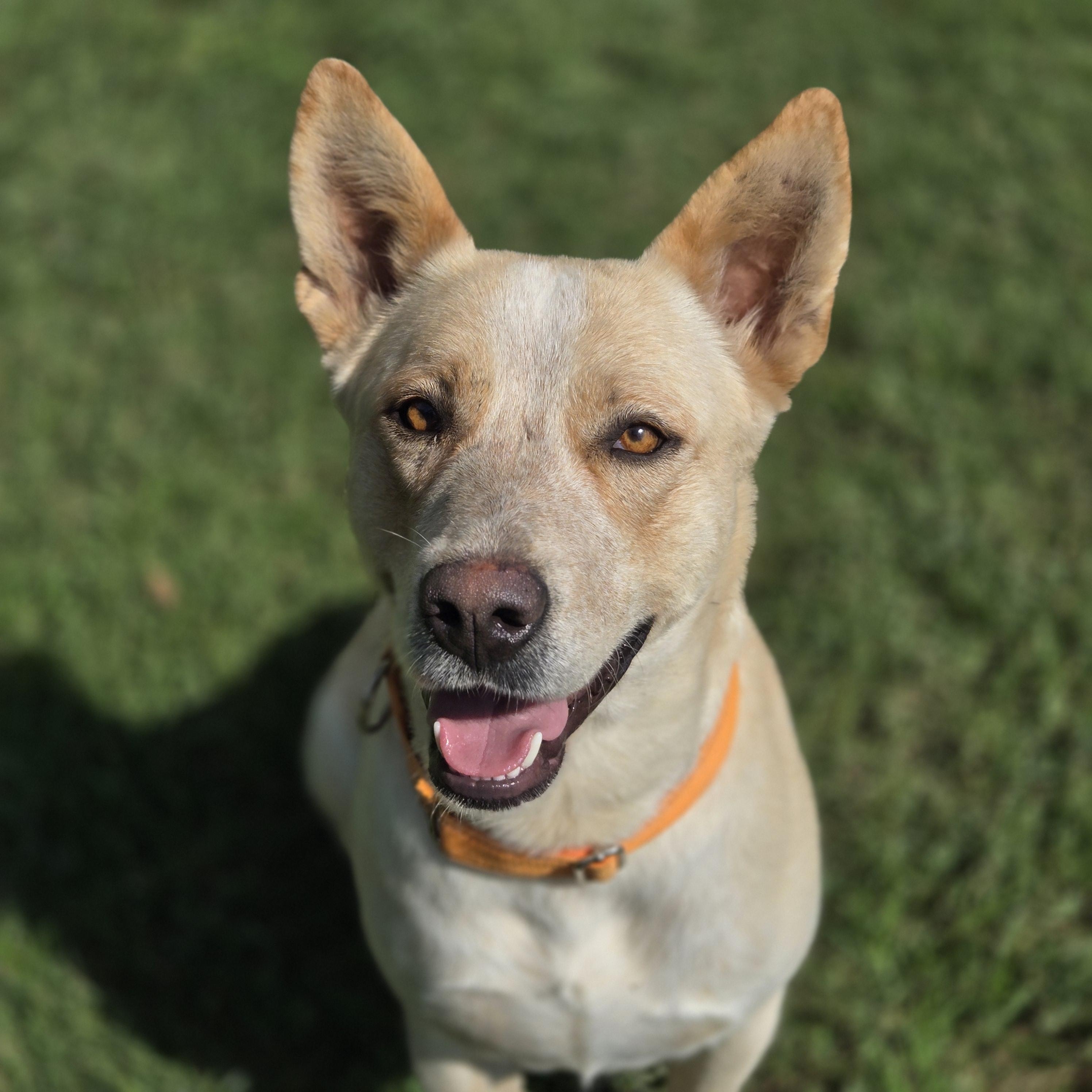 Enlarge Lynn, a Adoptable mixed breed in Mansfield, TX image 2/6