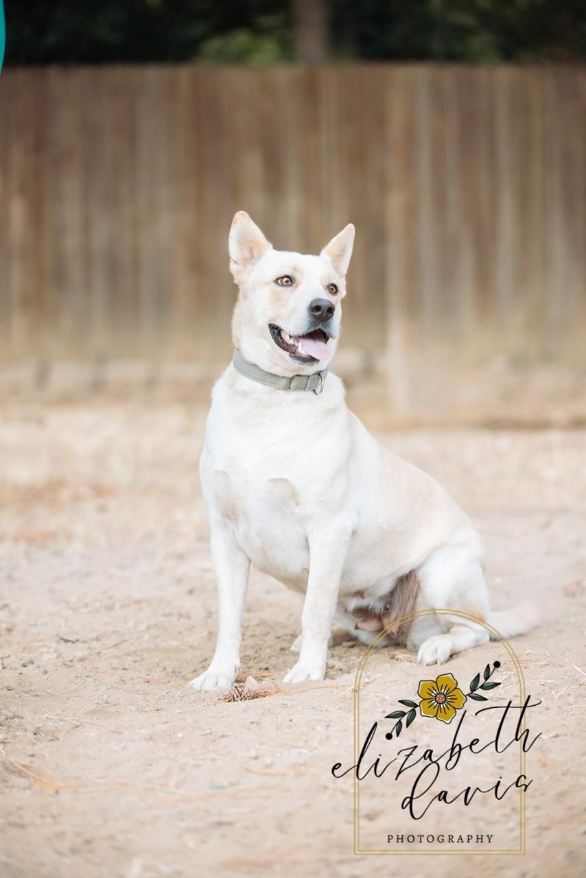 Enlarge Lynn, a Adoptable mixed breed in Mansfield, TX image 5/6