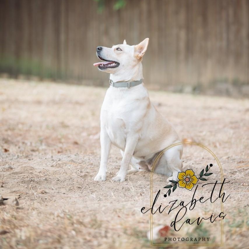 Enlarge Lynn, a Adoptable mixed breed in Mansfield, TX image 3/6