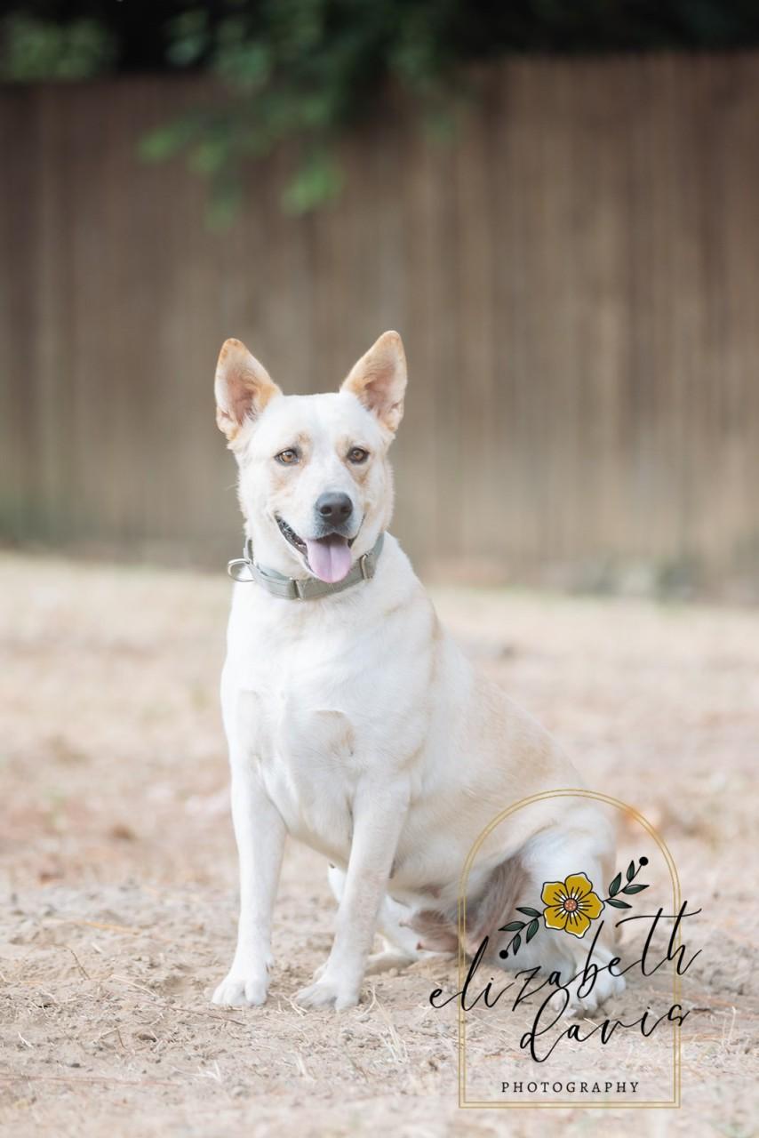 Enlarge Lynn, a Adoptable mixed breed in Mansfield, TX image 6/6