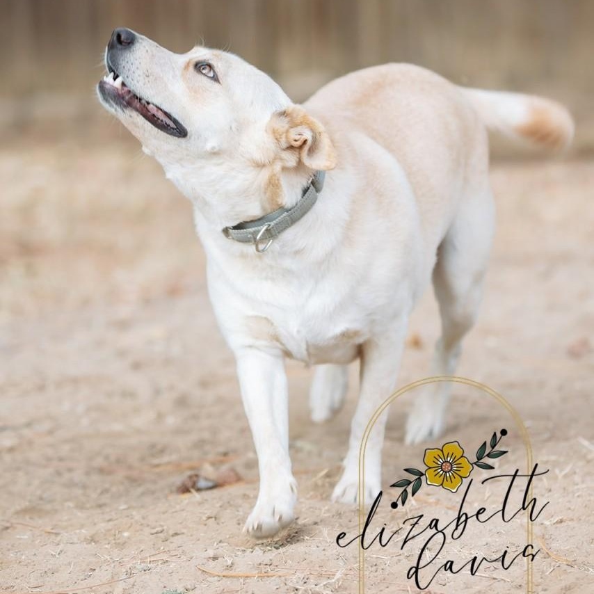 Enlarge Lynn, a Adoptable mixed breed in Mansfield, TX image 4/6