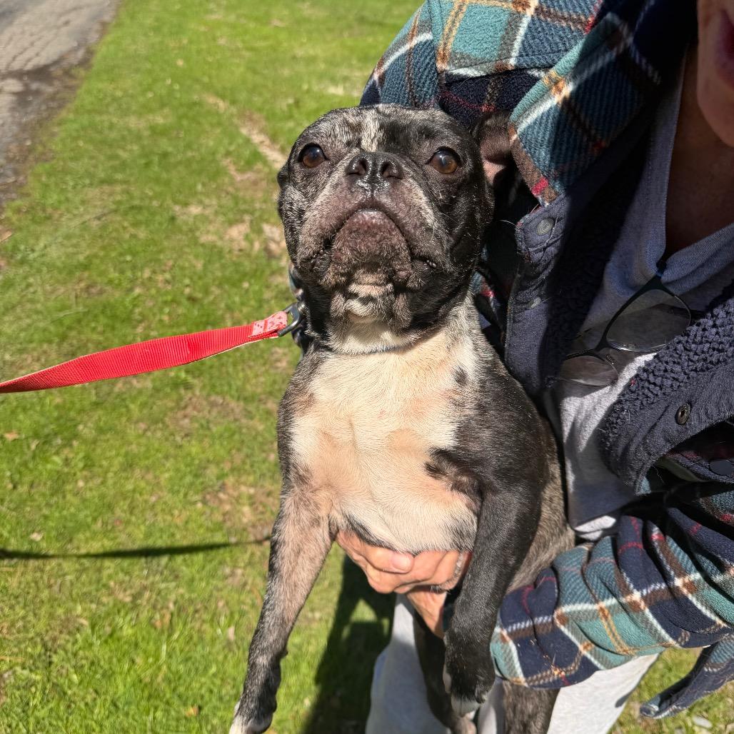 Enlarge Bree, a Adoptable Boston Terrier in Avon, OH image 1/5