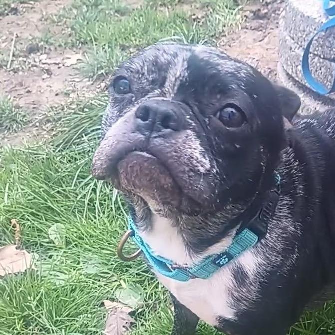 Enlarge Bree, a Adoptable Boston Terrier in Avon, OH image 2/5