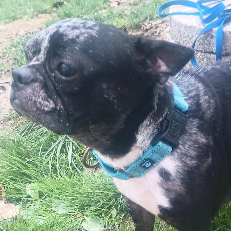 Enlarge Bree, a Adoptable Boston Terrier in Avon, OH image 3/5
