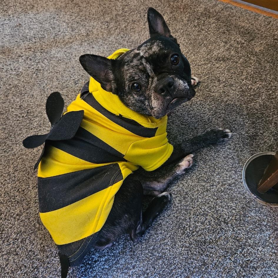 Enlarge Bree, a Adoptable Boston Terrier in Avon, OH image 4/5