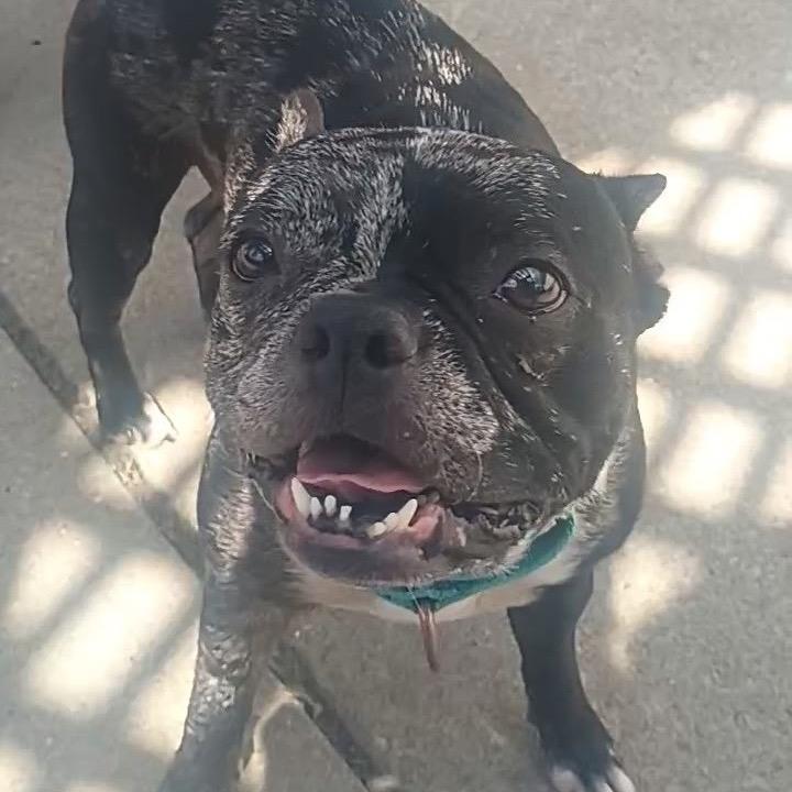 Enlarge Bree, a Adoptable Boston Terrier in Avon, OH image 5/5