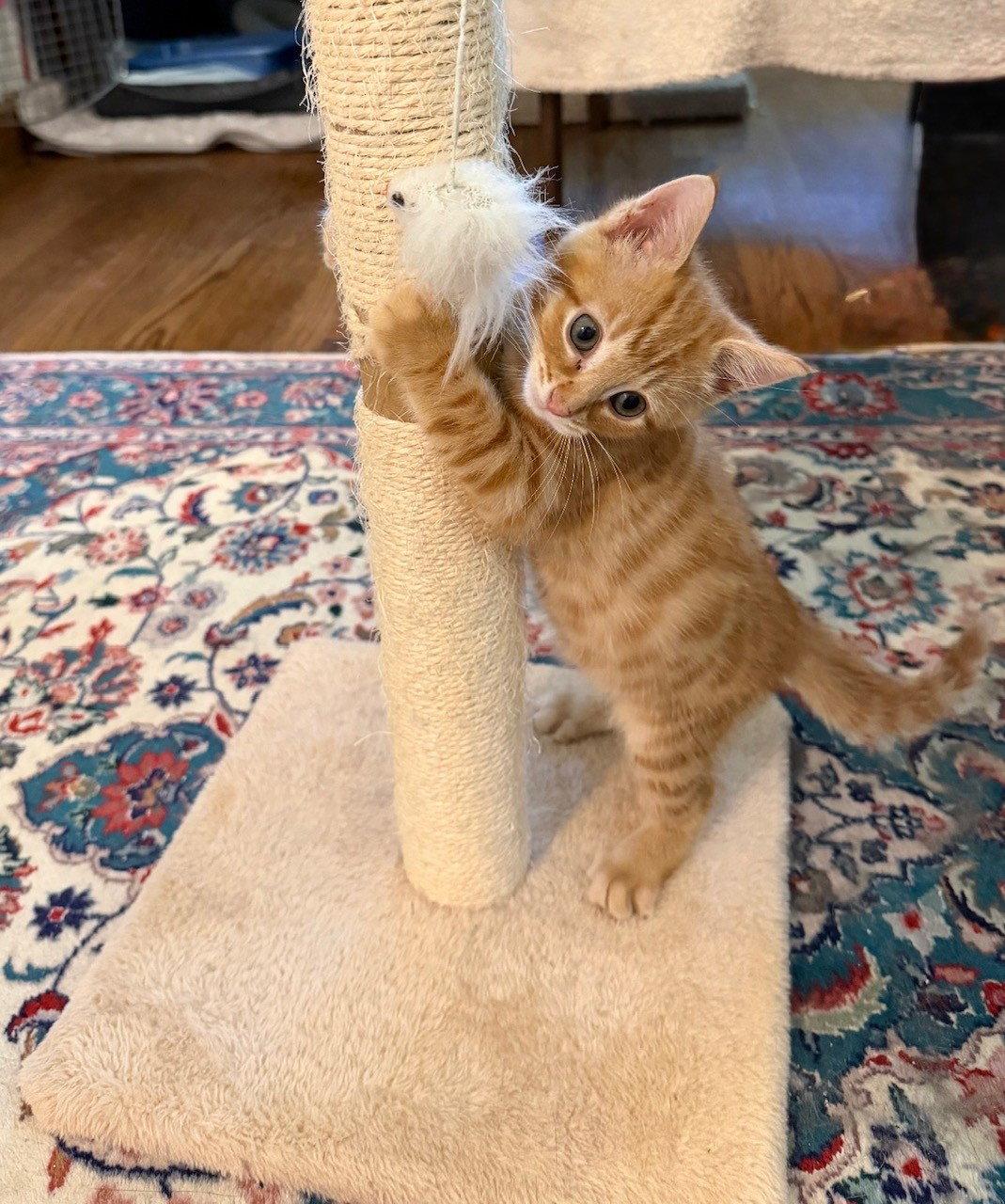Enlarge Clyde Kitten! Adorable, Orange Tabs are the BEST!, a Adoptable American Shorthair in Atlanta, GA image 2/3