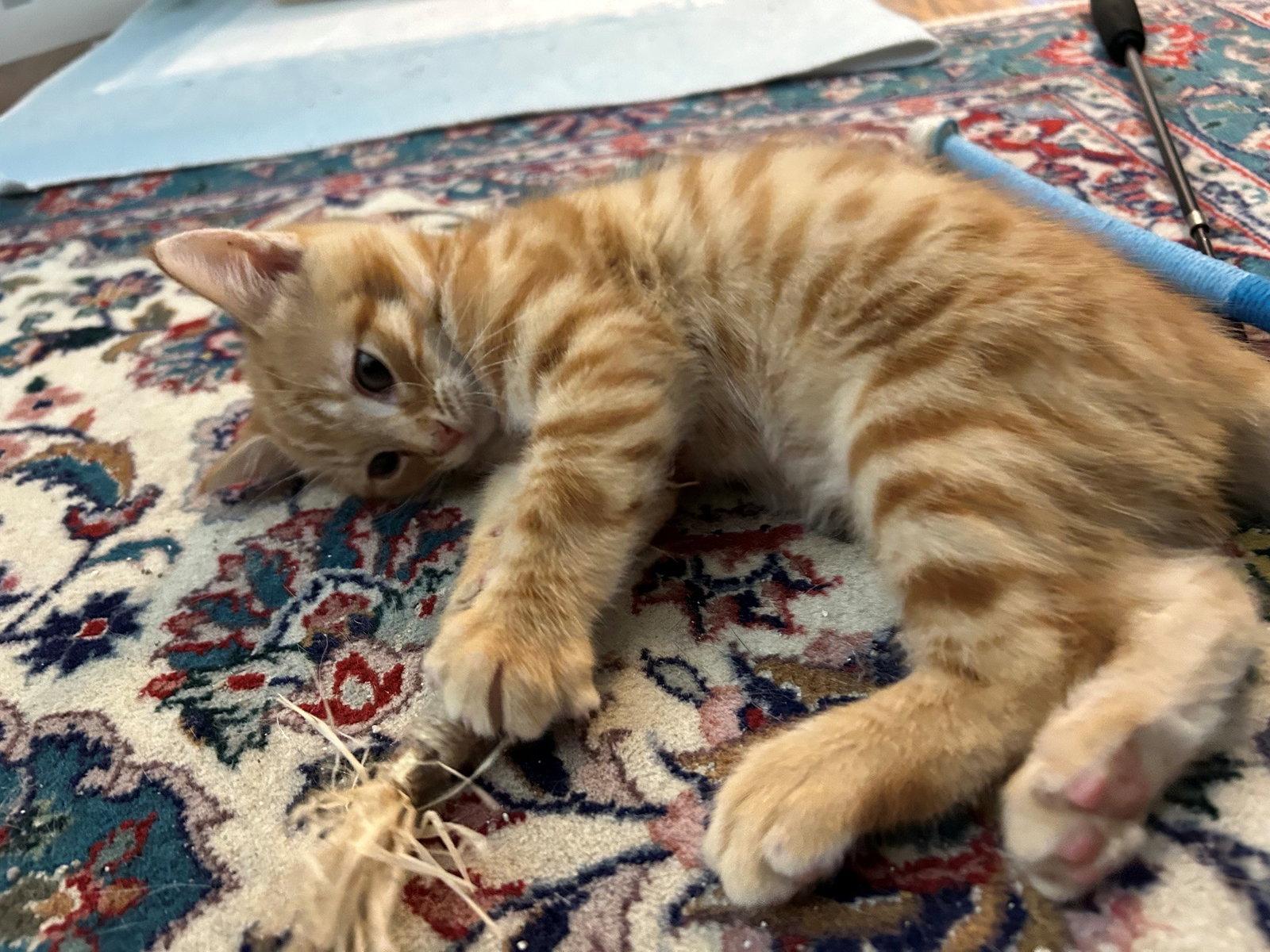 Enlarge Clyde Kitten! Adorable, Orange Tabs are the BEST!, a Adoptable American Shorthair in Atlanta, GA image 3/3