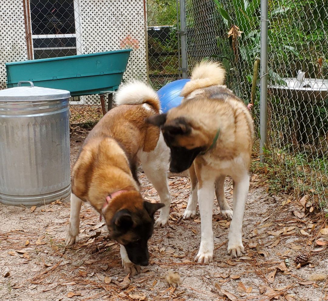 Louis and Anna, a Adoptable Akita in Jacksonville, FL image 1/12