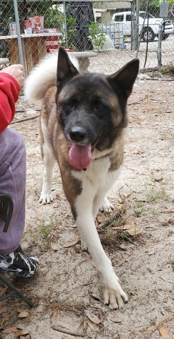 Louis and Anna, a Adoptable Akita in Jacksonville, FL image 2/12