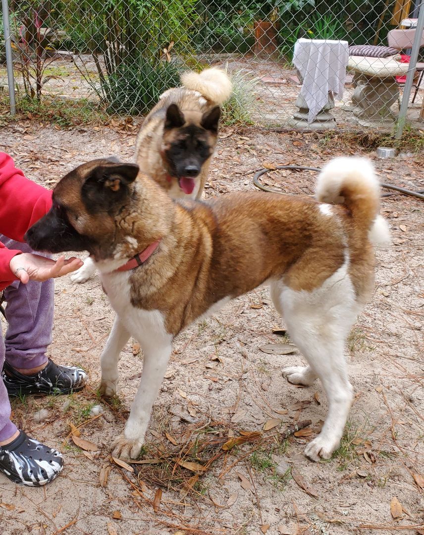 Louis and Anna, a Adoptable Akita in Jacksonville, FL image 3/12