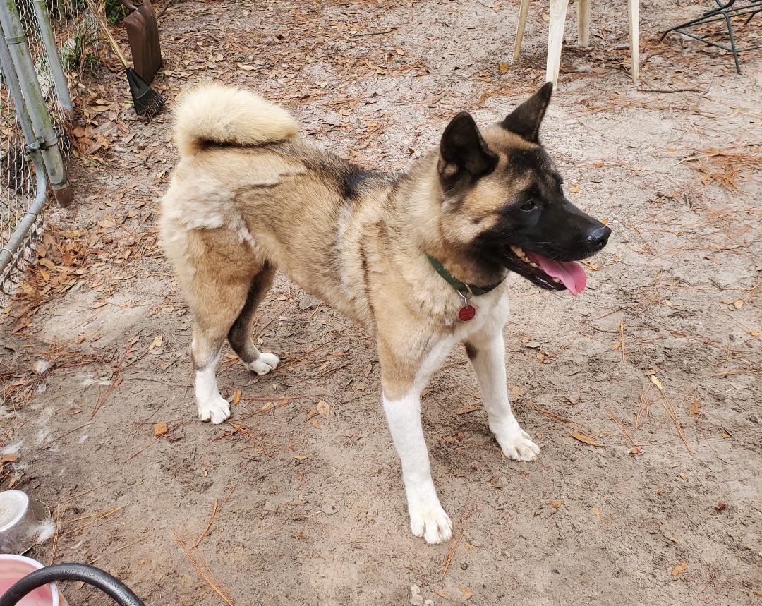 Louis and Anna, a Adoptable Akita in Jacksonville, FL image 4/12