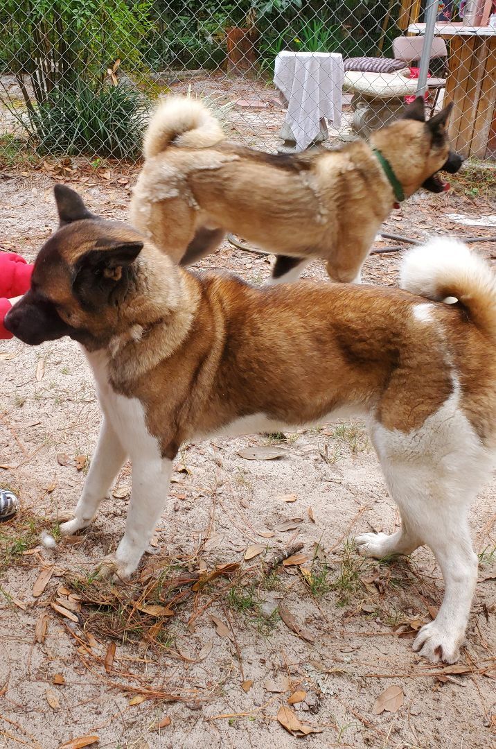 Louis and Anna, a Adoptable Akita in Jacksonville, FL image 5/12