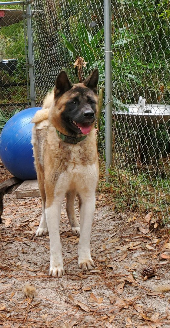 Louis and Anna, a Adoptable Akita in Jacksonville, FL image 6/12