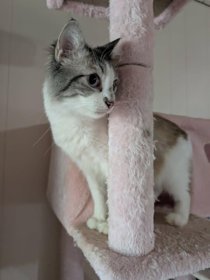 Nash, ADOPTABLE, Young Male Siamese.