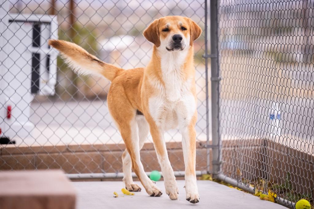 Enlarge Stitch, a Adoptable mixed breed in Twentynine Palms, CA image 1/6
