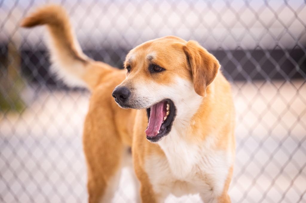 Enlarge Stitch, a Adoptable mixed breed in Twentynine Palms, CA image 2/6
