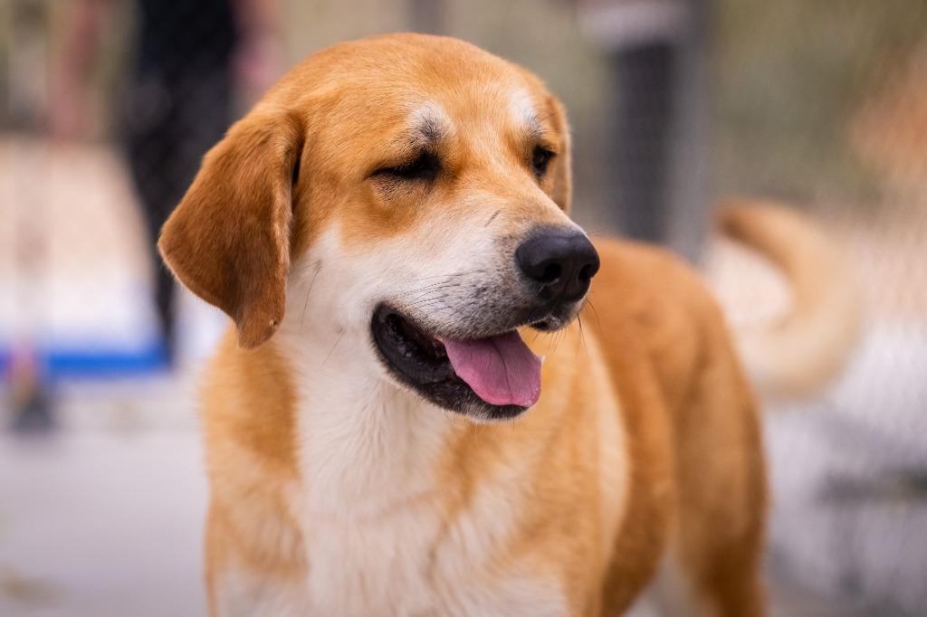 Enlarge Stitch, a Adoptable mixed breed in Twentynine Palms, CA image 3/6