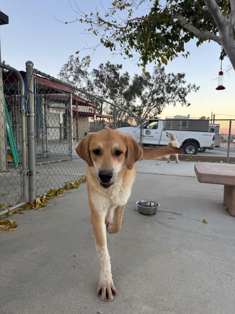 Enlarge Stitch, a Adoptable mixed breed in Twentynine Palms, CA image 4/6
