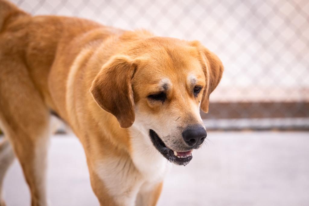 Enlarge Stitch, a Adoptable mixed breed in Twentynine Palms, CA image 5/6