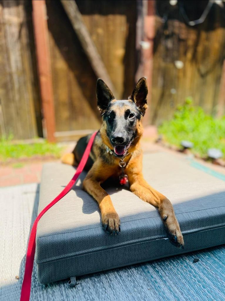 Enlarge Sirius - Courtesy Post for our friends at The Little Red Dog, a ADOPTABLE German Shepherd Dog in Brookfield, CT image 3/6