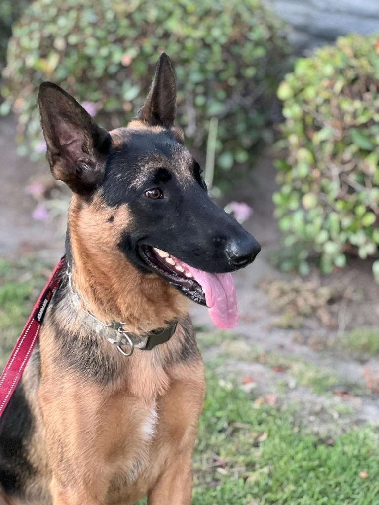 Enlarge Sirius - Courtesy Post for our friends at The Little Red Dog, a ADOPTABLE German Shepherd Dog in Brookfield, CT image 1/6