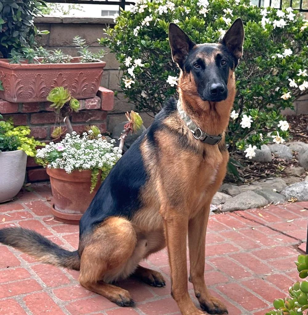 Enlarge Sirius - Courtesy Post for our friends at The Little Red Dog, a ADOPTABLE German Shepherd Dog in Brookfield, CT image 2/6