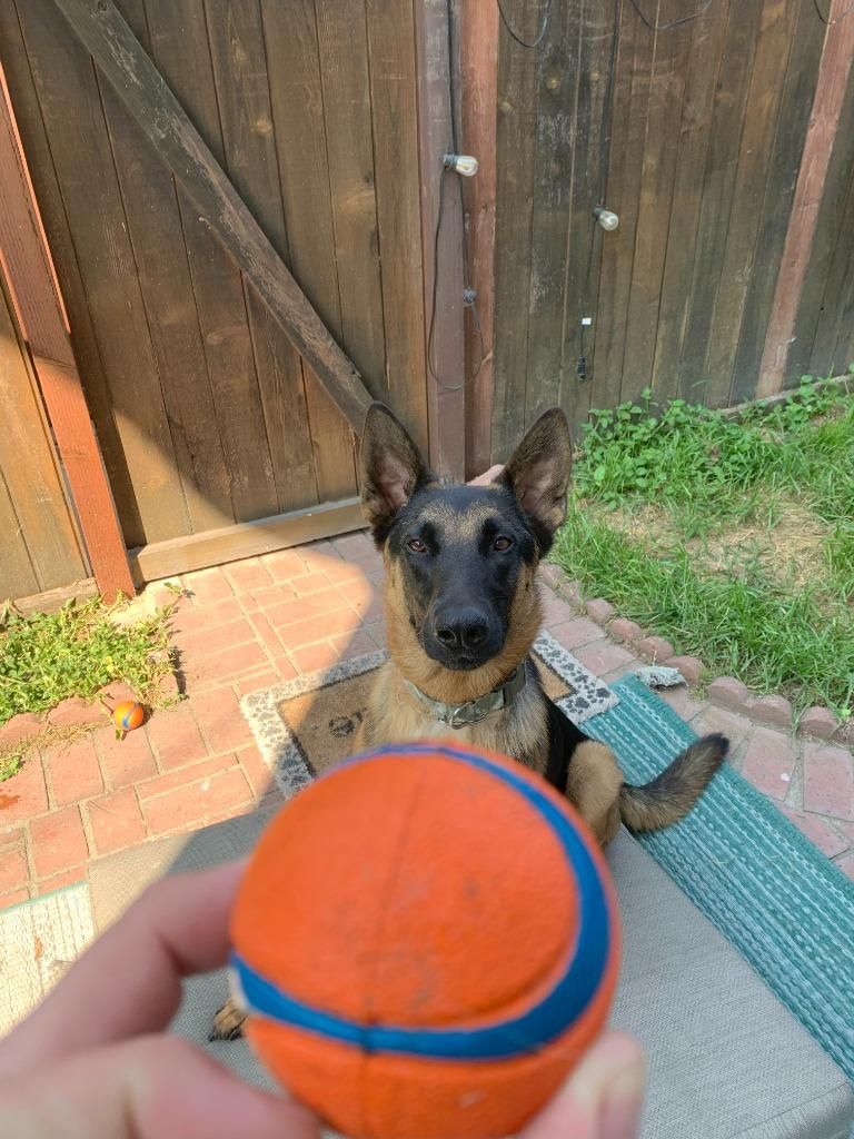 Enlarge Sirius - Courtesy Post for our friends at The Little Red Dog, a ADOPTABLE German Shepherd Dog in Brookfield, CT image 4/6